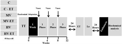 Ultra-Endurance Associated With Moderate Exercise in Rats Induces Cerebellar Oxidative Stress and Impairs Reactive GFAP Isoform Profile